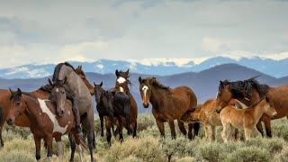 Building Trust: Natural Horsemanship Techniques for Wild Horses