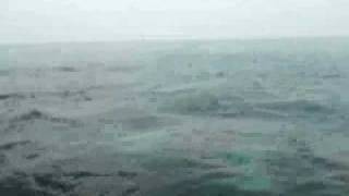 Whale Tag 2
