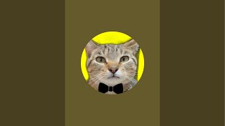 Happy 2025 LIVESTREAM with 5 CUTE CATS LIVE! #cats4nelson