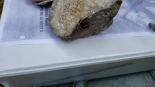 Bee trying to get on my fossil honeycomb coral!?  Favosite