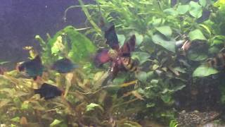 black ruby barbs eating fun tips