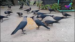 Very loud voice of Crow sound - Crow bird Fight for Food | Crow crying continuously and Loudly α254