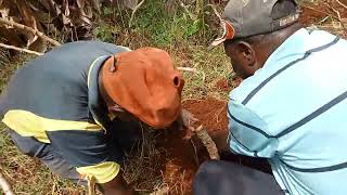 Daily 💖🤣African Real Village Life Digging for Gold! Harvesting HUGE Cassava in Africa 🌿🔥