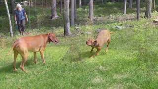 Pepper 8-29-24