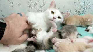 2018-09-23 Verse and Kittens