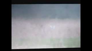 Barn Owl at Costessey House Private Estate (6/5/12)