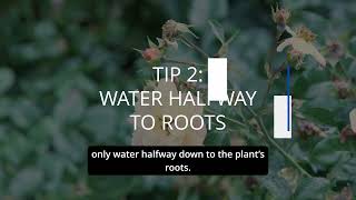 Landscape Water Efficiency Tips | Water Irrigation
