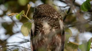 Asian barred owlet || IIT Guwahati Birds