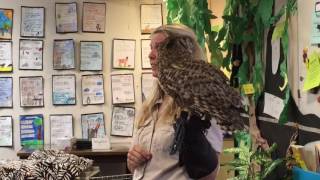 Great Horned Owl