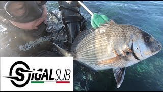Enrico Creta - Team Sigalsub Spearfishing - Pesca in apnea corvine saraghi e spigole