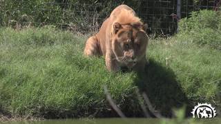 Levi the Liger the Second Largest Cat in the World Tiger King Joe Exotic
