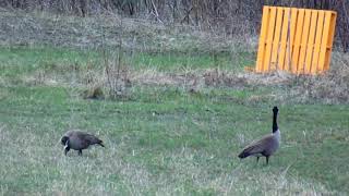 Watching The Geese In My Back Field As Spring Has Arrive
