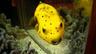Yellow Fish - Fish Tank