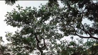 #shorts #nature #viral