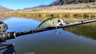 Fishing up Shallow For Giant Winter Bass