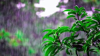 Soothing Ease RAIN Music Sounds- Calming, Sleep, and Spa Music, Healing Music, Yoga sounds