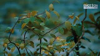 Rain Music 2 | Instrumental | Anupam Mallik Mithun | Emotion Music