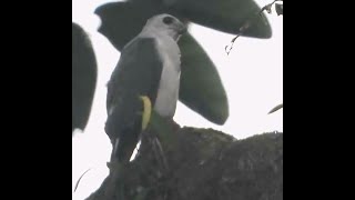 Nicobar Sparrowhawk - 2 | Bird | Bird Watching | Wildlife | Kamorta Island | India