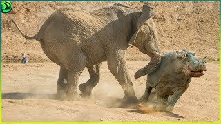 12 Spine Chilling Elephants Attacks That Show Their Strength