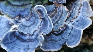 Turkey tail mushroom growing on wood / log