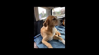 Cooper gets a package from delivery driver