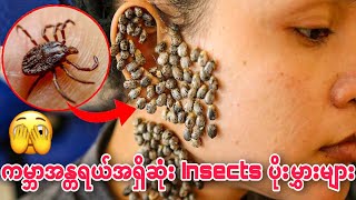 🍎ကမ္ဘာအန္တရယ်အရှိဆုံး Insects ပိုးမွှားများ
