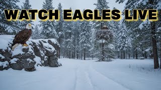 Eagles Live Cam Captures Unbelievable Moment in the Wild 🦅