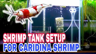 ‼️Imported ornamental shrimp tank setup / Caridina type #taiwanbee