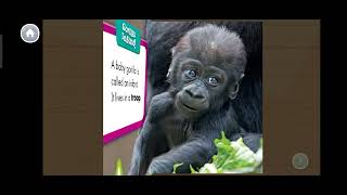 Learn the animals of the world | Baby Cows, Baby Gorilla & Baby Dogs | Home education