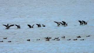 Barnacle Geese landing at Montrose Basin, Angus