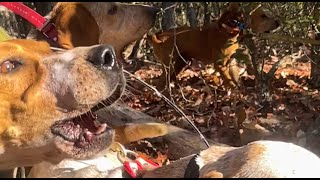 JJ Lawhorn - "THE SINGING HOUNDSMAN" - EPISODE 3 - "BLACK BEARS & RED DOGS"