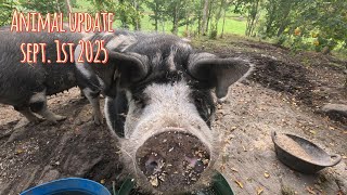 Animal update (September 2025).