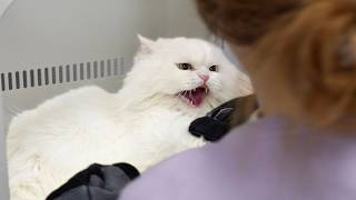 I Groomed the Angriest Rescued Persian Cat (He Hated Every Second)