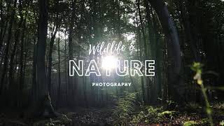 Walk Into Photography Archive