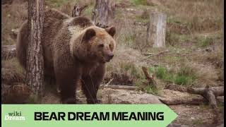 BEAR dream meaning: Embracing inner strength and primal wisdom.