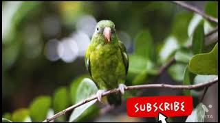 Nature🌿🍃 is a very beautiful plz saved Nature🌿🍃.