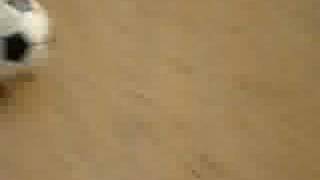 The Voice of the Ball