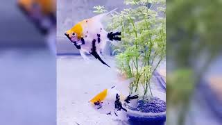 Most Beautiful Koi AngelFish 😍💯| Koi Angelfish 🐠| Angelfish Breeding #aquaticpets