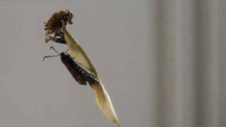 A 6-spot Burnet emerges from its Cocoon in time lapse