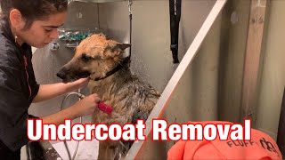 🐾💪Massive undercoat removal using Sav-ur-fur nozzle🐾💪