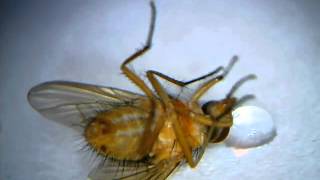microscope video: Drunken small fly / Nahaufnahme einer betrunkenen Mücke