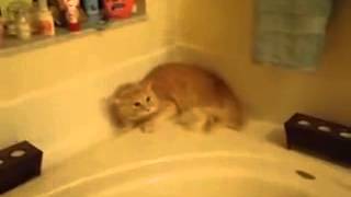 Ahi the Terror - Angriest Cat EVER! | Laugh and Live Therapy