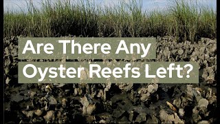Biomimicry for Healthy Oysters, Healthy Coasts, Oceans and Climate