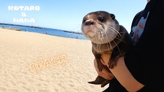 Otters Go to The Beach!