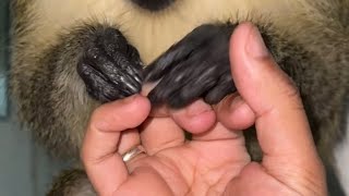 ASMR Monkey (BEST ASMR ONLINE)