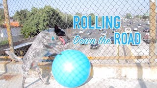 Spider Rolls his Big Ball to the APDT Annual Dog Training Conference
