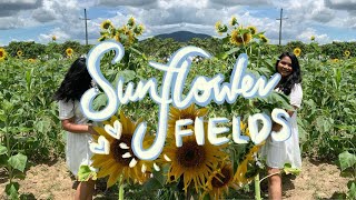 Brisbane Vlog (Sunflower Field Farm)