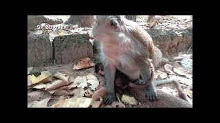 Life Heather Part 14 - Khmer Baby Monkey Joy Want To Bite Baby Heather