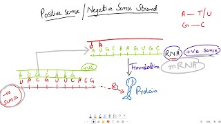 Positive vs Negative Sense Strands in Viral Genetics Explained