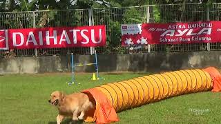 Live HD 🔴, Jogja Agility Race (Jumping ) at Grande Pet Zone Jl.Jenengan Raya, Maguwoharjo, Sleman